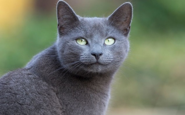 Adopcja seniora przez... kota – kto komu daje więcej miłości?